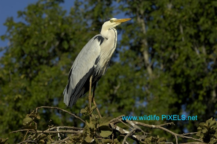 Ardea cinerea