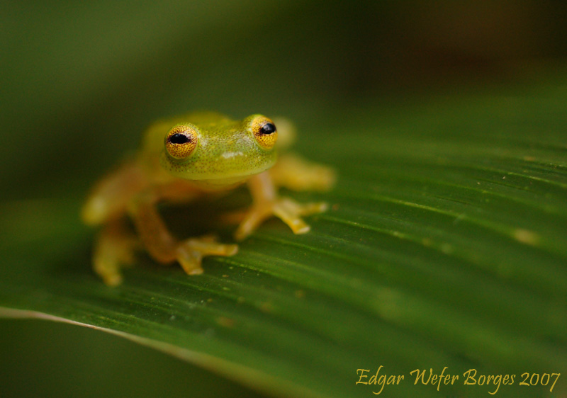 Hyalinobatrachium fleischmanni