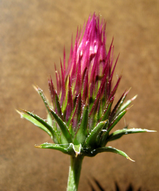 Cirsium andersonii