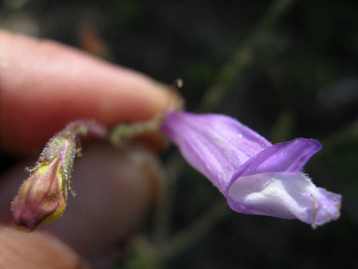 Penstemon personatus