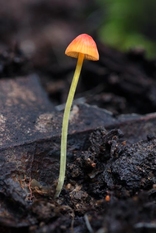 Mycena acicula