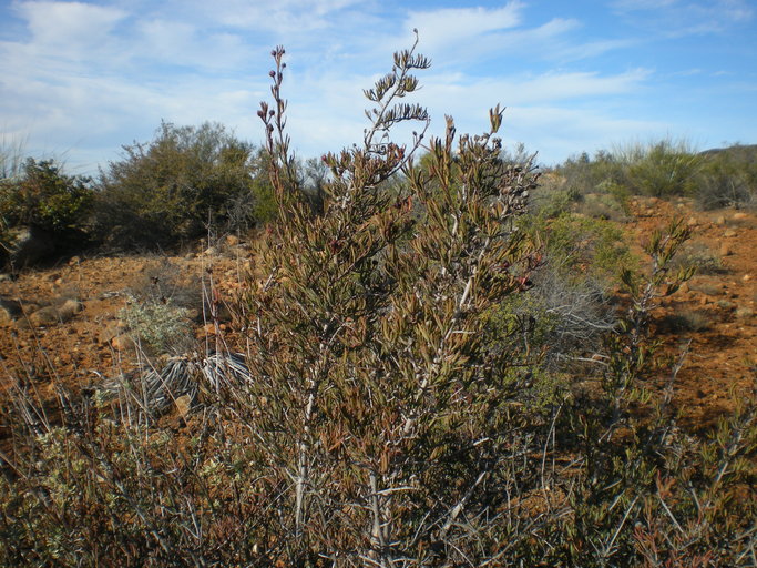Tetracoccus dioicus Tetracoccus dioicus