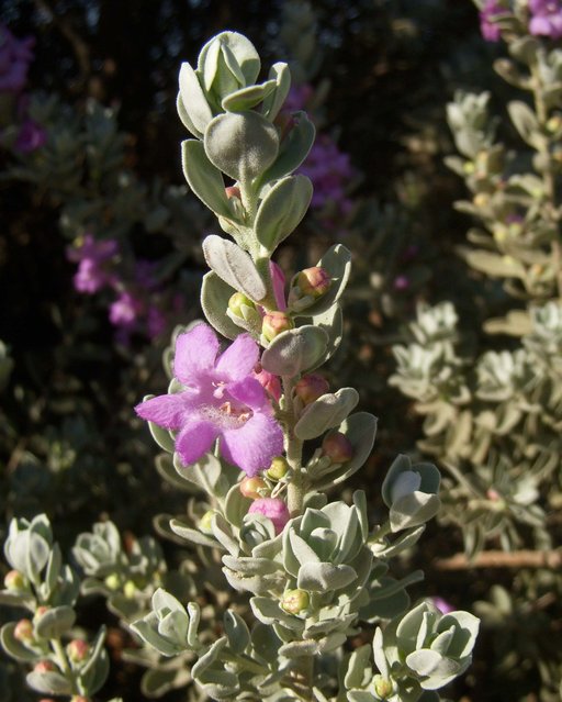 Leucophyllum frutescens