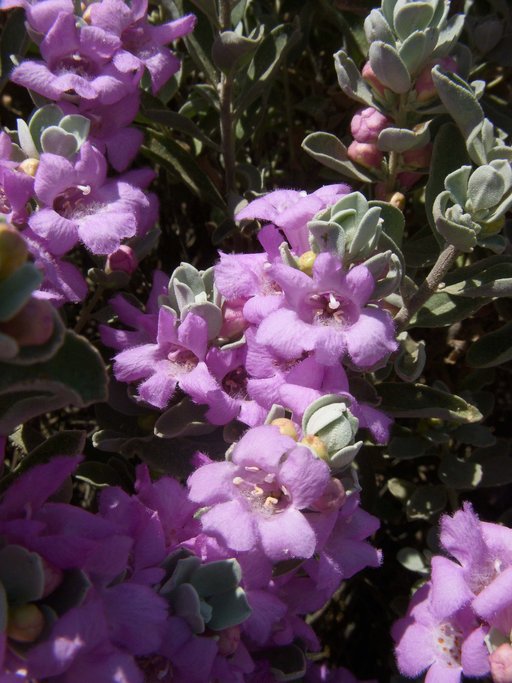 Leucophyllum frutescens Leucophyllum frutescens