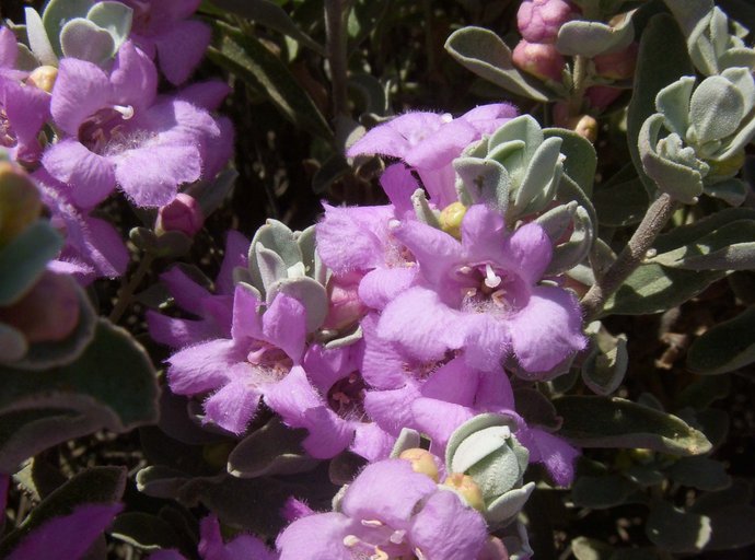 Leucophyllum frutescens Leucophyllum frutescens