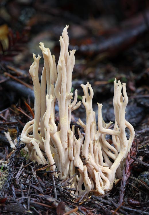 Ramaria stricta Ramaria stricta