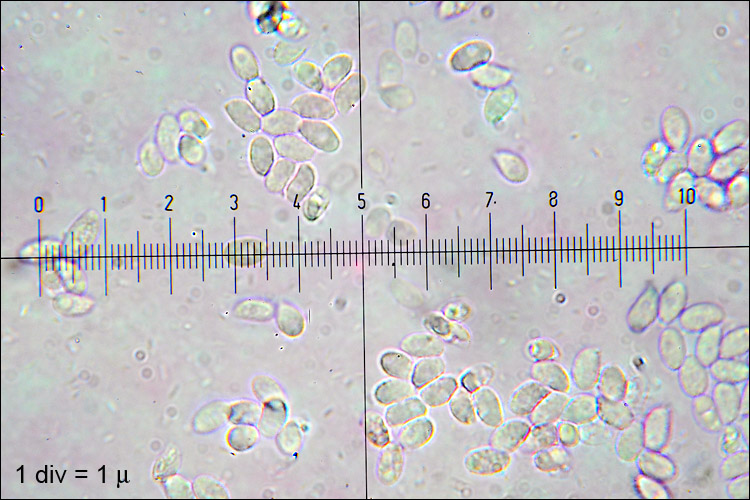 Clitocybe nebularis