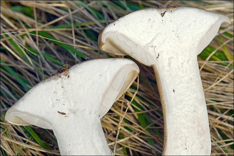 Clitocybe nebularis