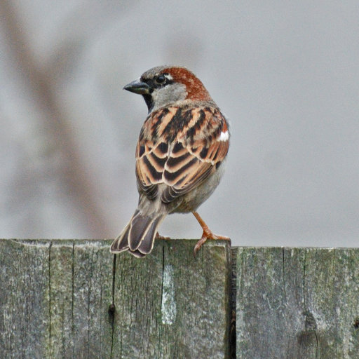 Passer domesticus Passer domesticus