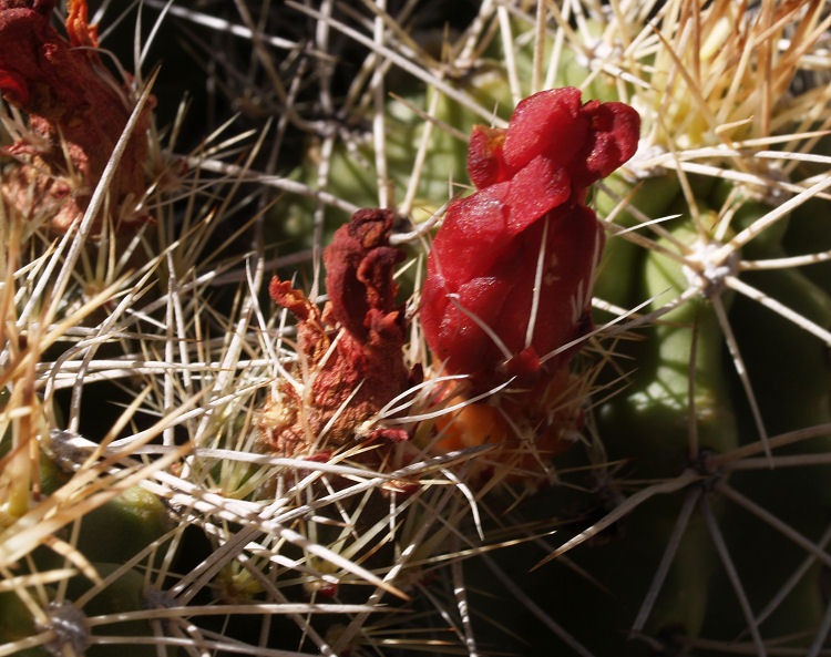 Echinocereus coccineus