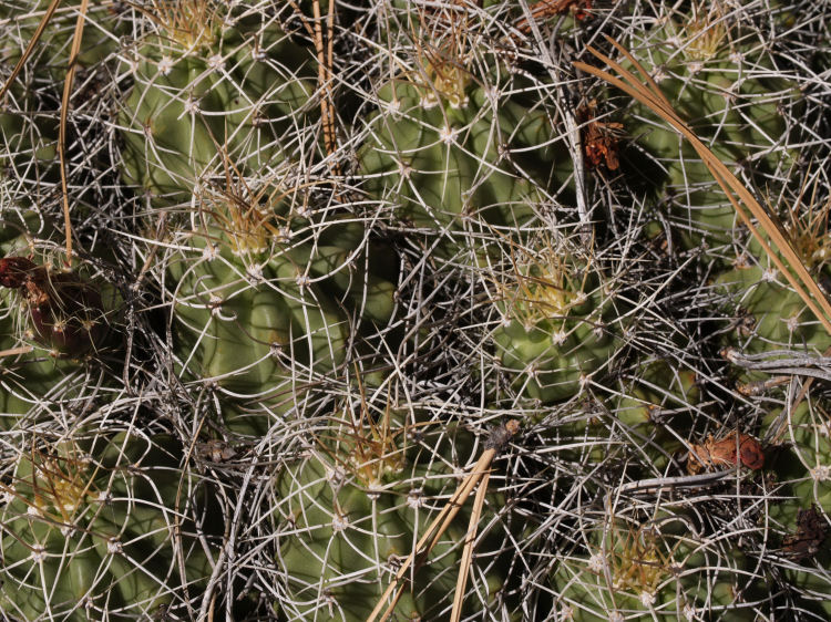 Echinocereus coccineus