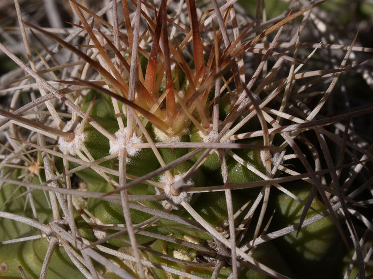 Echinocereus coccineus