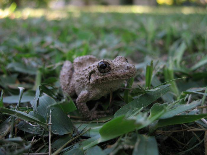 Scinax acuminatus