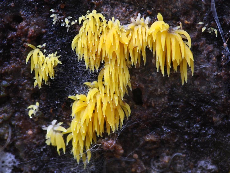 Calocera cornea