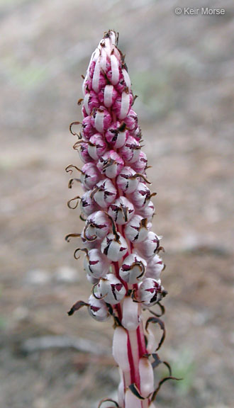 Allotropa virgata