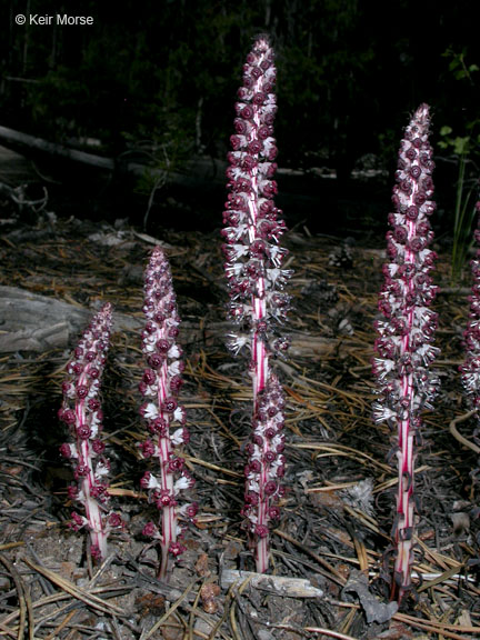 Allotropa virgata