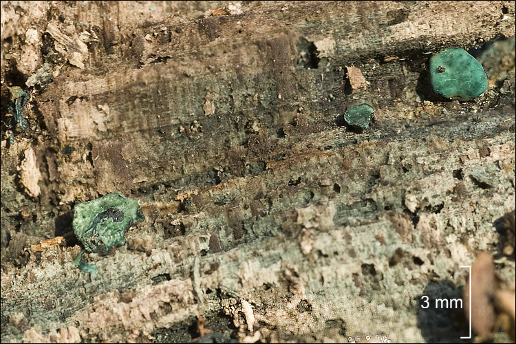 Chlorociboria aeruginascens
