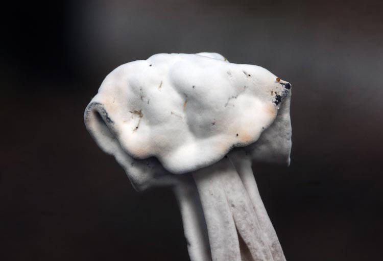 Hypomyces cervinigenus Hypomyces cervinigenus