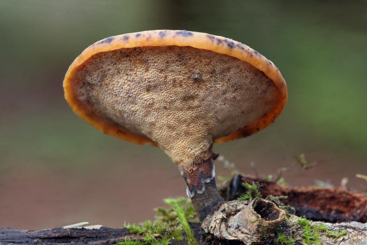 Polyporus elegans Polyporus elegans