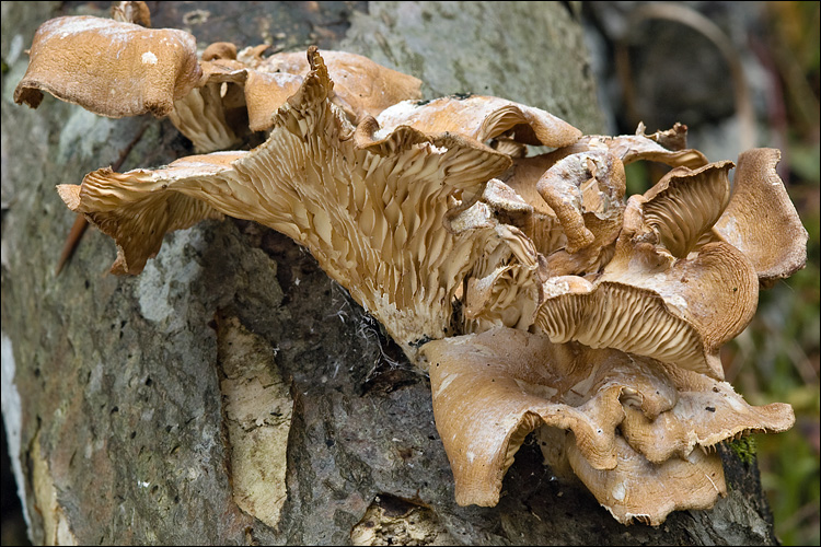 Panus conchatus