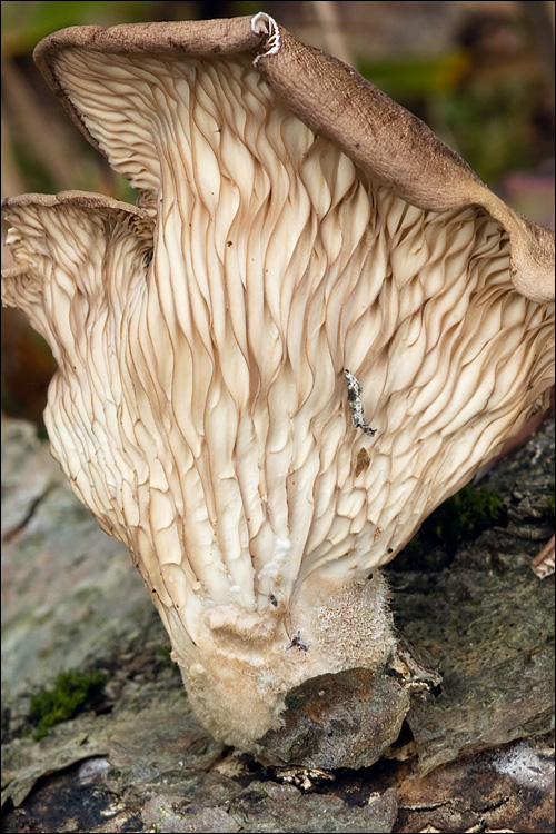 Panus conchatus