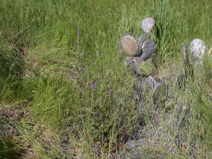 Antirrhinum nuttallianum ssp. subsessile Antirrhinum nuttallianum ssp. subsessile