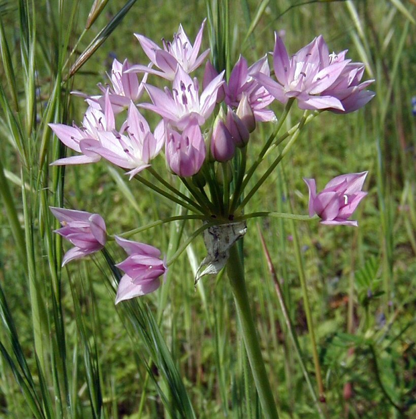 Allium unifolium