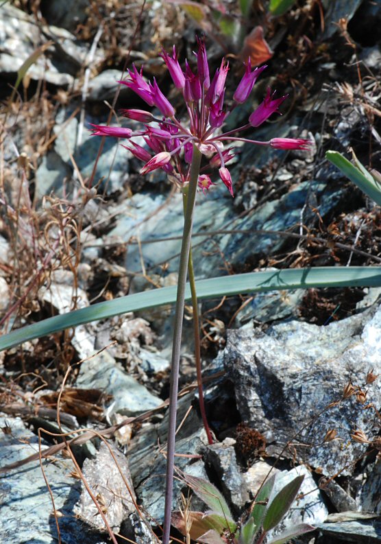 Allium peninsulare var. peninsulare
