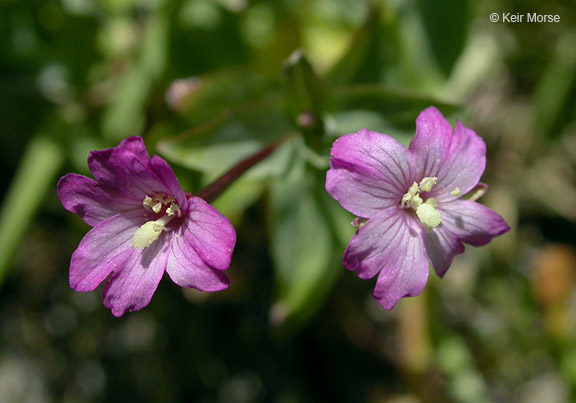 Epilobium glaberrimum ssp. fastigiatum