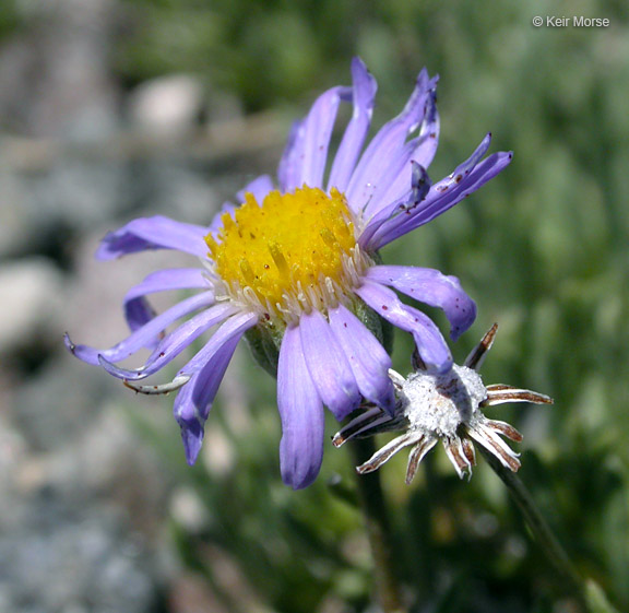 Erigeron elegantulus