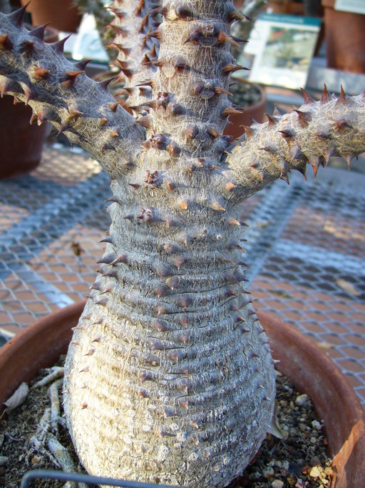 Pachypodium windsori