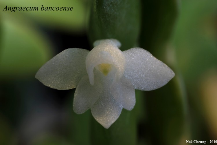 Angraecum bancoense Angraecum bancoense