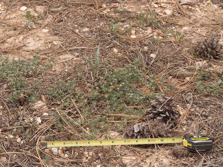 Astragalus kentrophyta