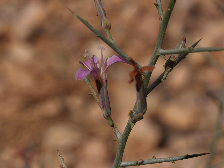 Pleiacanthus spinosus Pleiacanthus spinosus