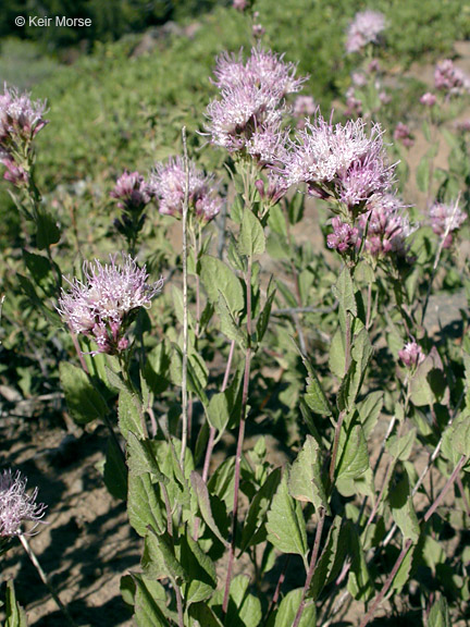 Ageratina occidentalis