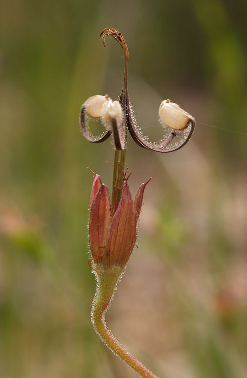 Geranium atropurpureum var. atropurpureum