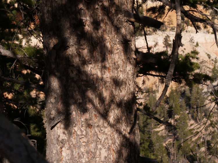 Pseudotsuga menziesii var. glauca