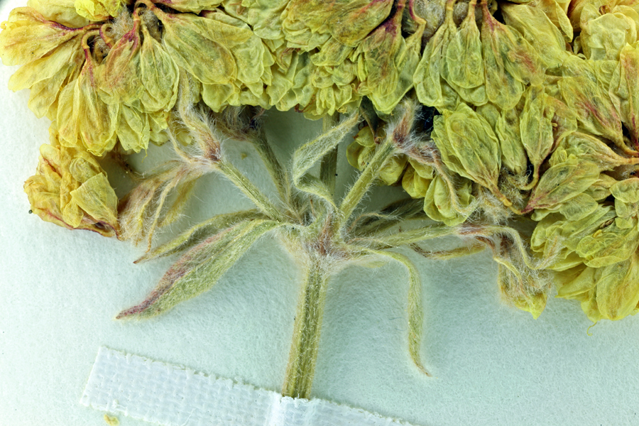 Eriogonum ursinum