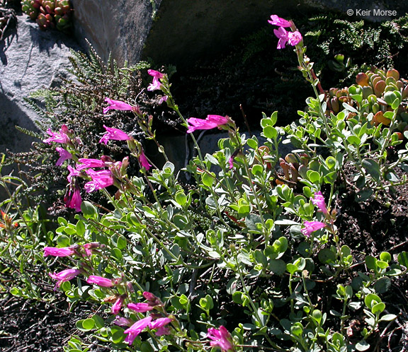 Penstemon rupicola