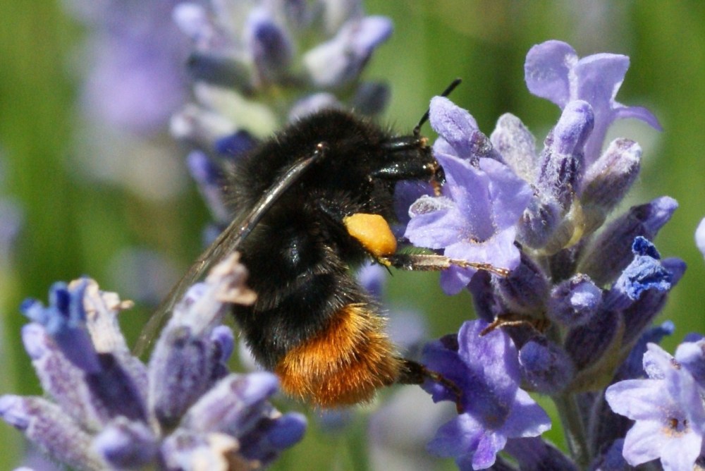 Bombus lapidarius Bombus lapidarius