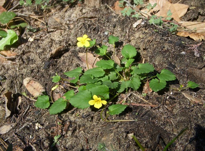 Viola sempervirens