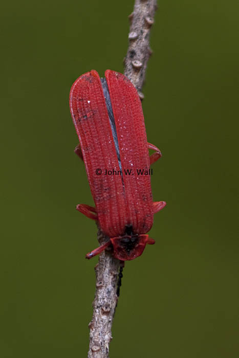 Dictyoptera simplicipes Dictyoptera simplicipes