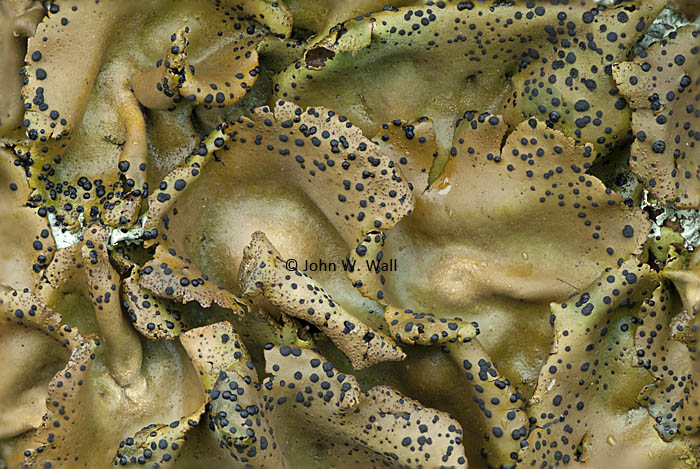 Umbilicaria phaea Umbilicaria phaea