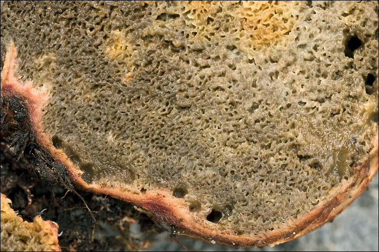 Rhizopogon obtextus