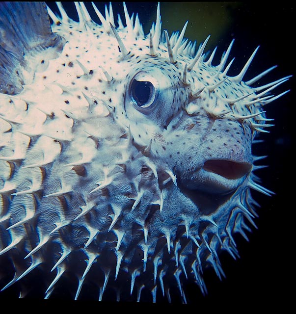 CalPhotos: Diodon holocanthus; Spiny Puffer