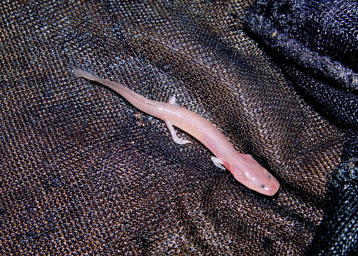 Gyrinophilus gulolineatus Gyrinophilus gulolineatus