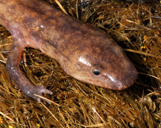 Gyrinophilus gulolineatus Gyrinophilus gulolineatus