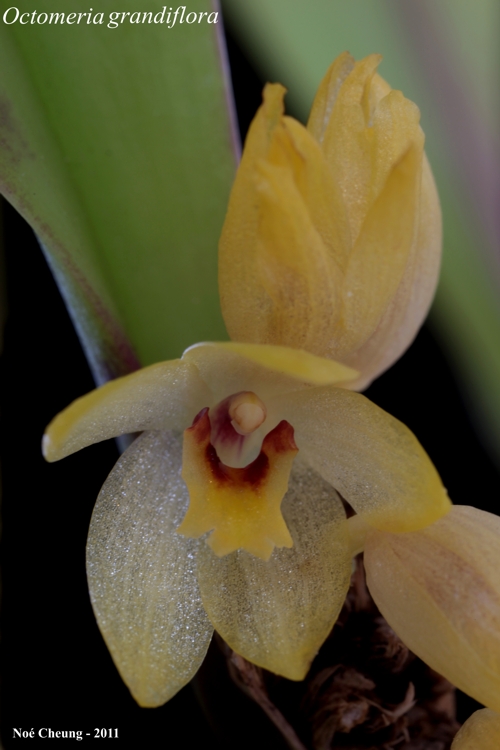 Octomeria grandiflora Octomeria grandiflora