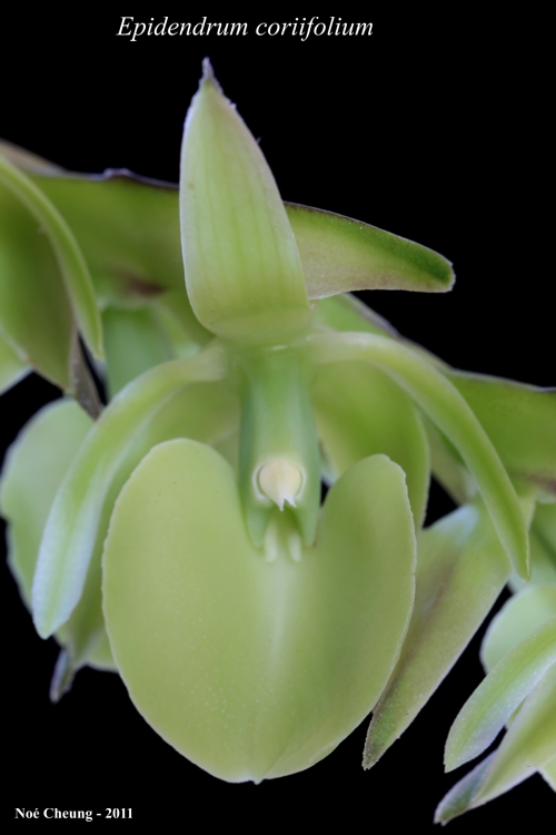 Epidendrum coriifolium