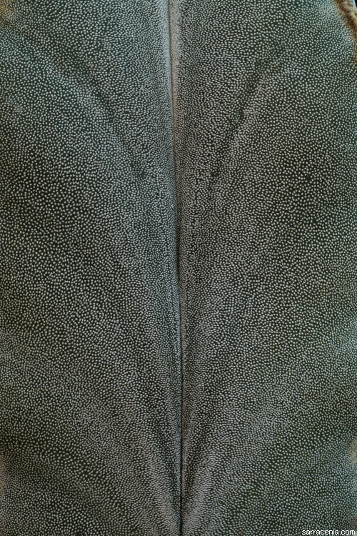 Astrophytum myriostigma ssp. quadricostatum